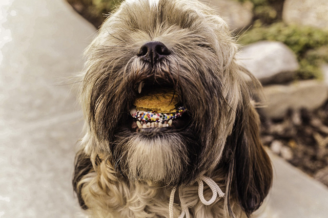 Why neglecting your dog’s dental health can be detrimental