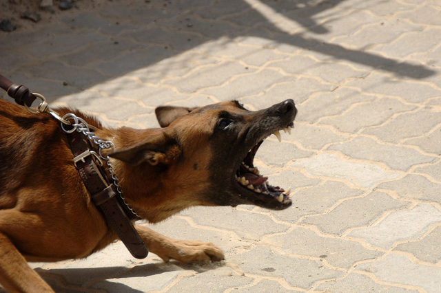 How to stop your dog from barking excessively: A guide for frustrated owners
