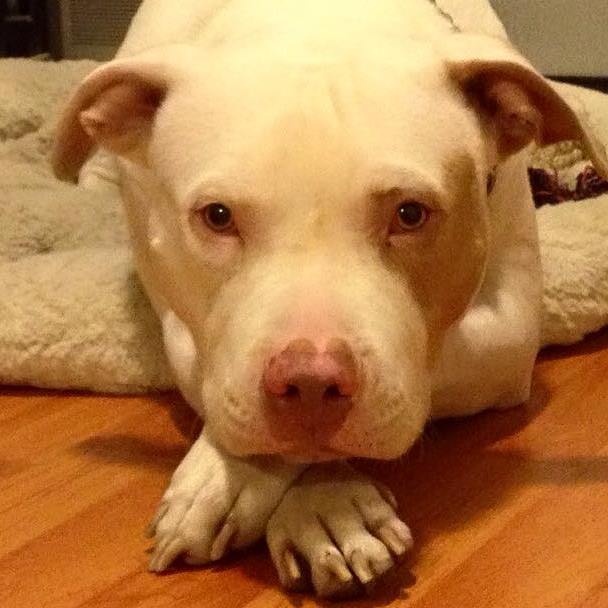 How one man’s love saved a pitbull from euthanasia