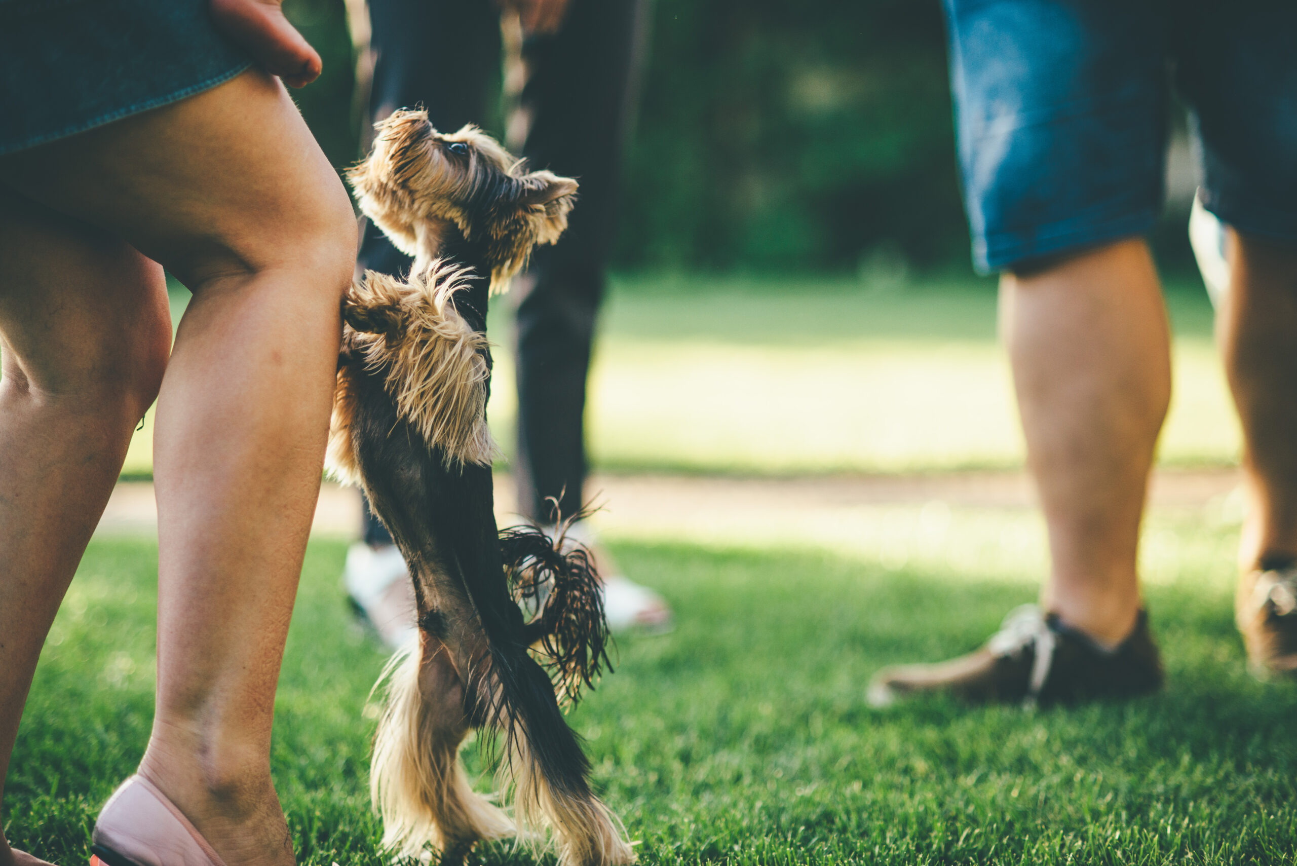 3 tips to prevent your dog from jumping on people