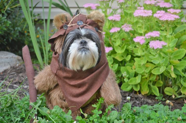 The cutest (and funniest) dog costumes for Halloween