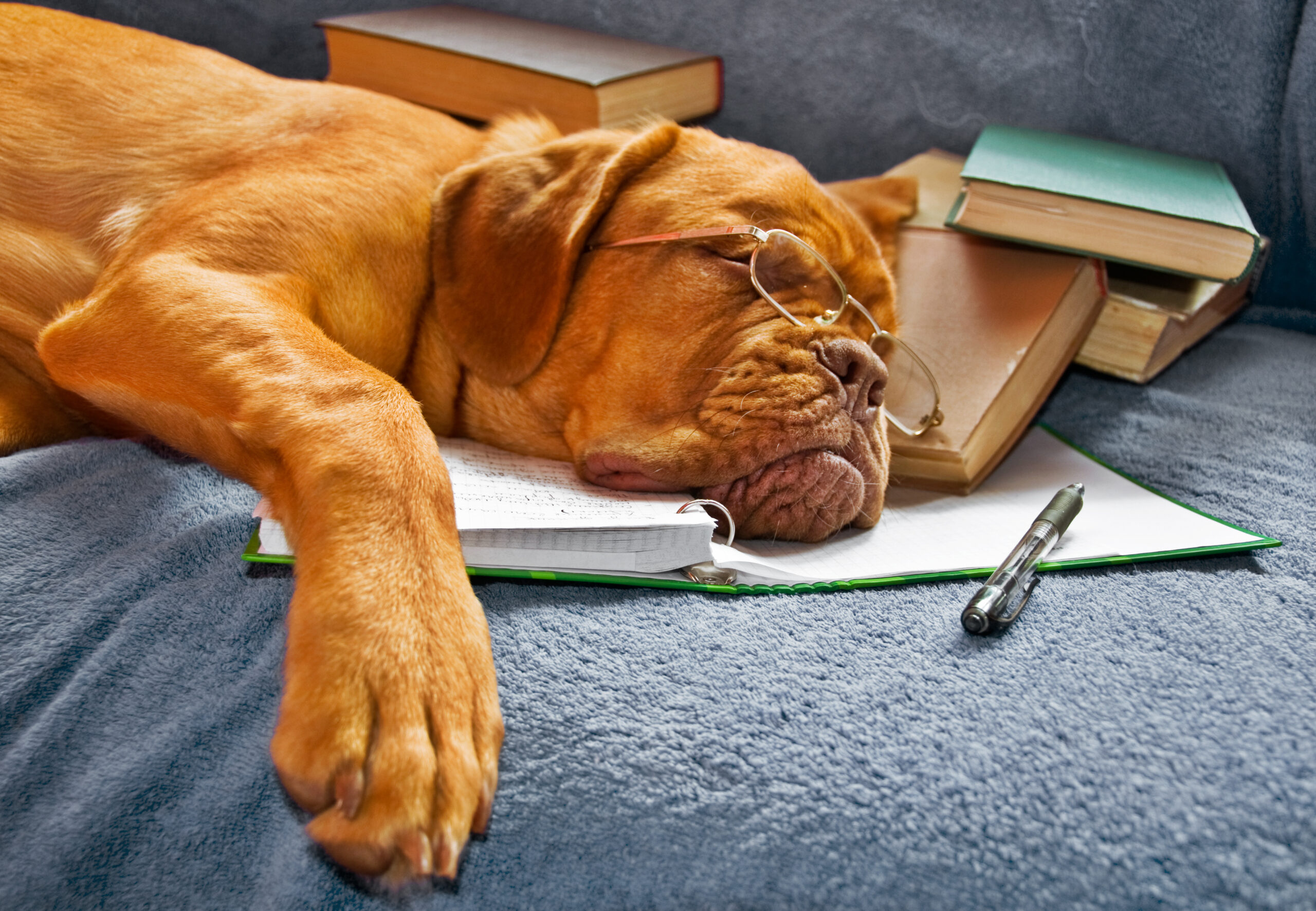 Why Do Dogs Twitch In Their Sleep?